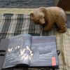 Ours brun d'Hokkaido
